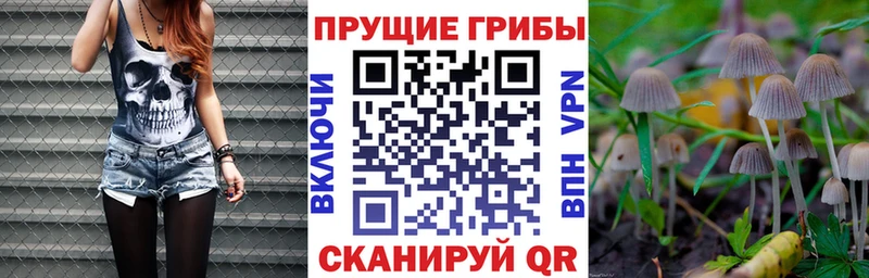 Псилоцибиновые грибы Psilocybe  Кызыл 